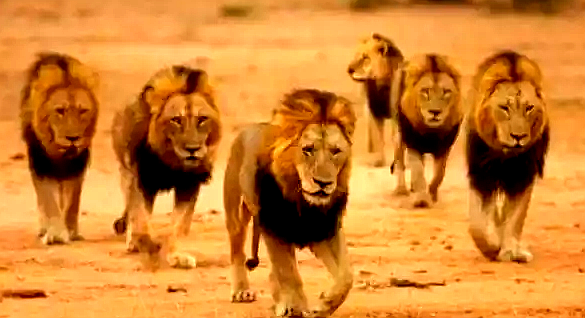 lionkingdom